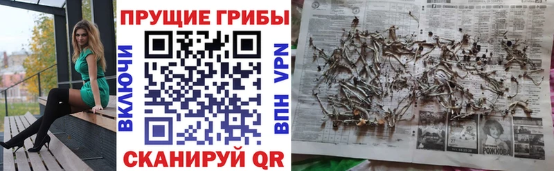 Псилоцибиновые грибы Psilocybe  Чадан 